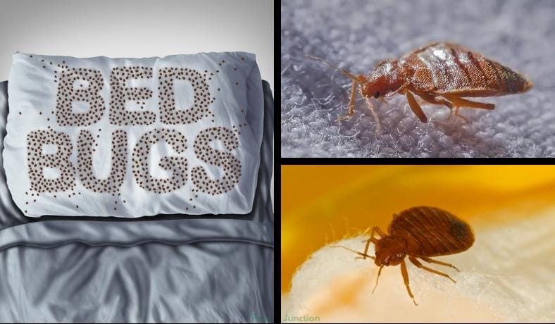 can bed bugs travel through clothes