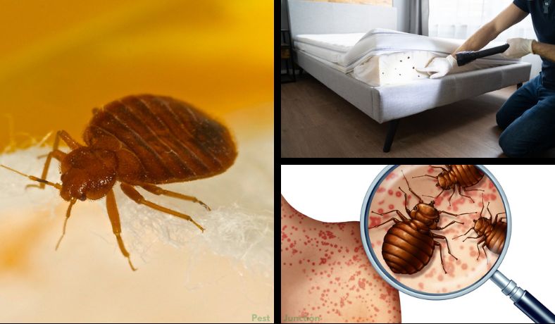 do bed bugs make nests featured image