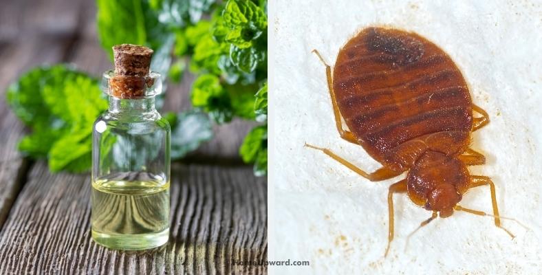 bed bugs peppermint oil