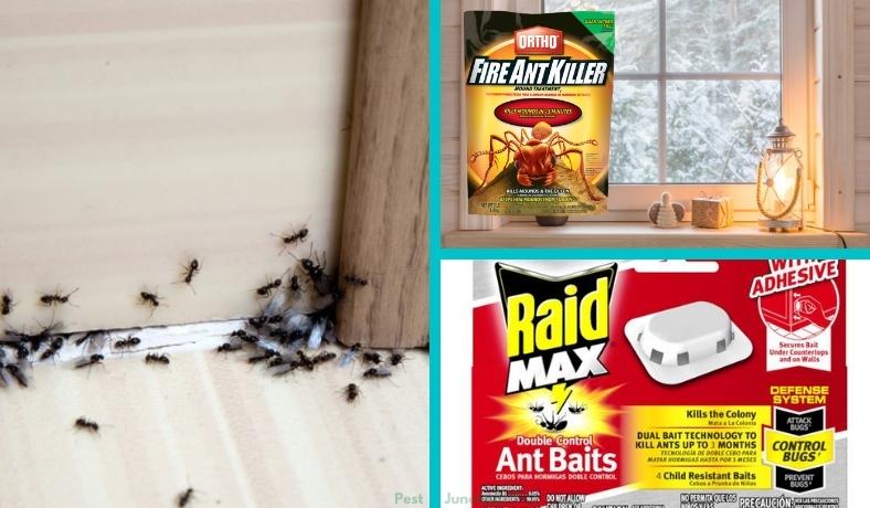 how do i get rid of ants in house in winter featured image